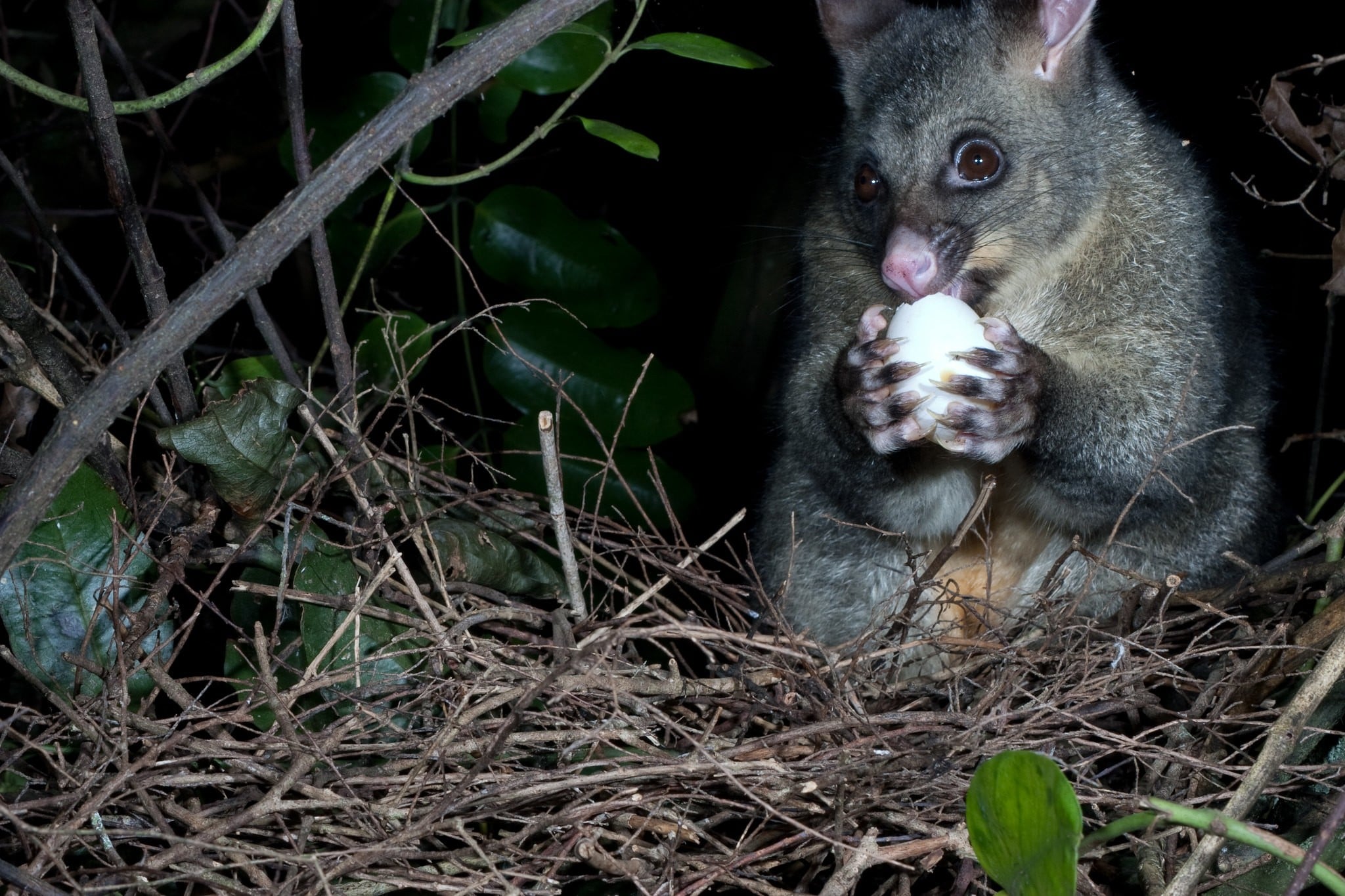 A Goodnature Ltd. A12 possum trap